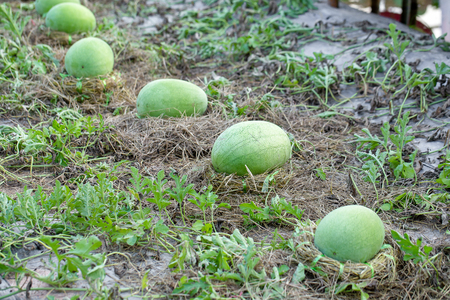Green watermelon growing in the garden.の写真素材