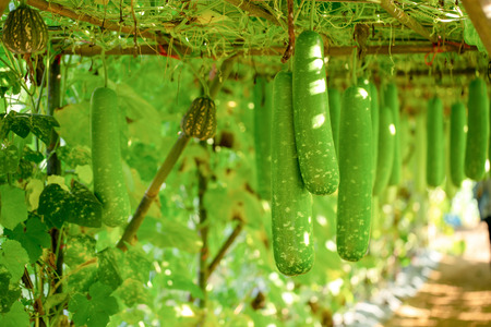 Fresh of green Winter melon on the tree.の写真素材