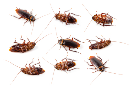 close-up cockroach isolated on a white backgroundの写真素材