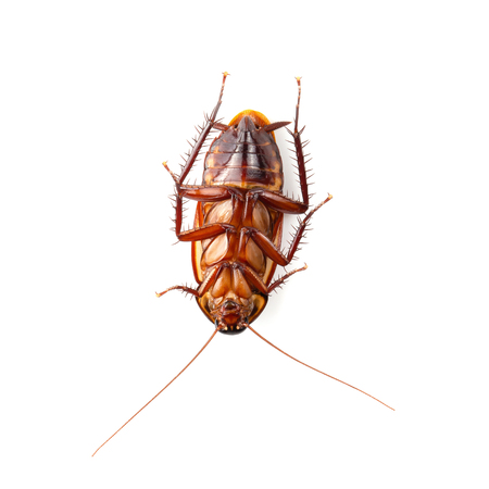 close-up cockroach isolated on a white background