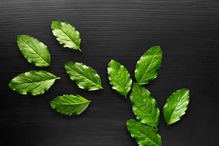 Fresh basil leaves on a black background and copy space.の写真素材