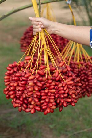 Date palms fruits in hand on a date palms tree. grown in the north of Thailand.