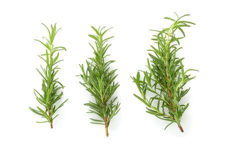 Fresh rosemary isolated over a white background.の写真素材