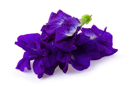 Close up of Butterfly pea flower isolated over white background.の写真素材