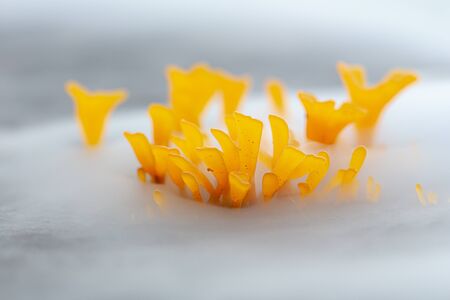 Orange jelly fungus, Fan-shaped jelly fungus, Dacryopinax spathularia, edible jelly fungus on the log in the fogの写真素材