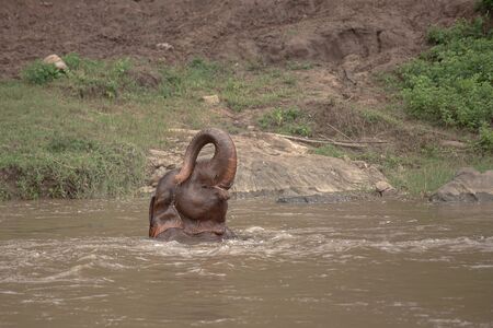 Asian Elephant in a nature at Elephant Nature Park, Chiang Mai. Thailandの写真素材