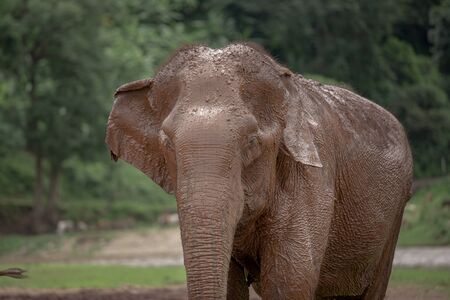 Asian Elephant in a nature at Elephant Nature Park, Chiang Mai. Thailandの写真素材