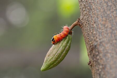 cocoa stem borer. Diseases and pests affecting cocoa plants. Selective focus.の写真素材