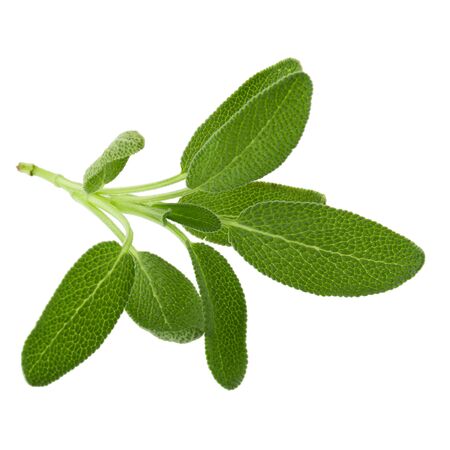 Sage plant isolated on a white background.の写真素材