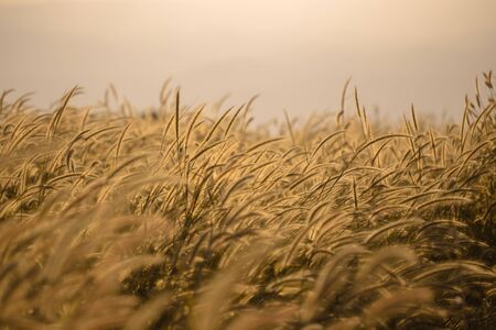 The grass flowers blowing in the wind, vintage style.