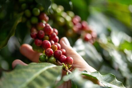 Coffee farmer picking ripe cherry beans for harvesting.の写真素材