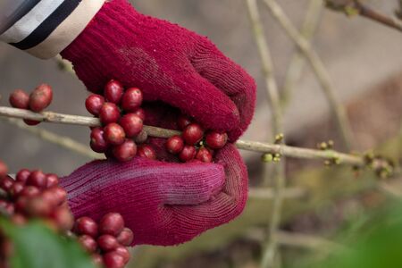 Coffee farmer picking ripe robusta coffee berries for harvesting.