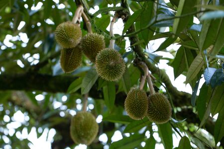 Durians fruit Hanging on The High Tree in The Garden