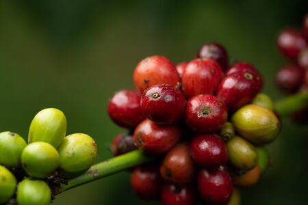 Robusta, red cherry coffee bean on coffee tree.