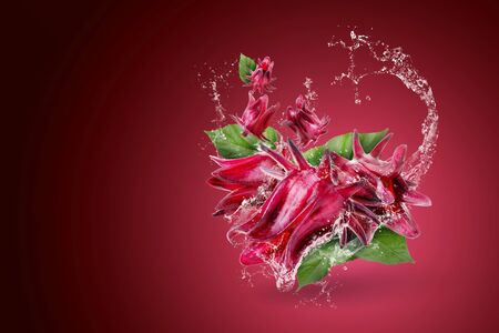 Water splashing on Roselle Hibiscus sabdariffa red flower on red background.の写真素材