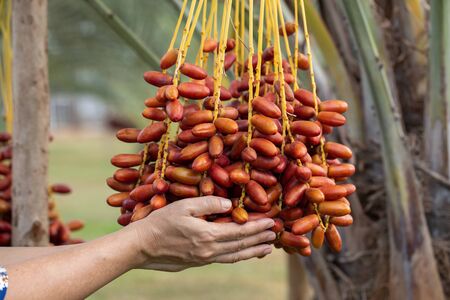 Date palms fruits on a date palms tree. grown in the north of Thailand.の写真素材
