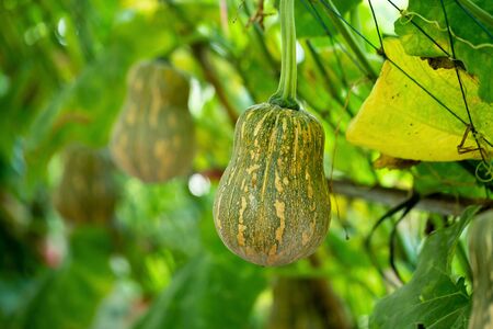 Butternut squash pumpkins hanging from the bamboo fence in the agricultural farm.の写真素材
