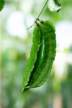 Winged Bean Plant hanging from the bamboo fence in the agricultural farm.