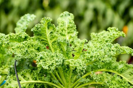 Fresh green leaves of Kale. Green vegetable leaves plant.の写真素材