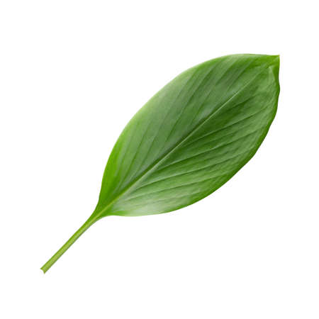 Ginger leaves isolated on white background with clipping path.