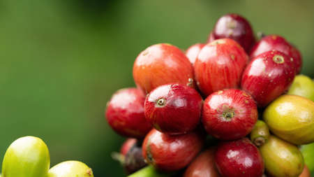 Coffee beans ripening, fresh coffee,red berry branch, industry agriculture on tree in North of thailandの写真素材