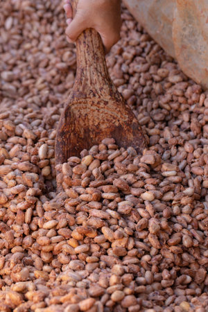 Man Holding Cocoa shell out of Cocoa Roasted for making a cocoa nib and hot cocoa and chocolate.