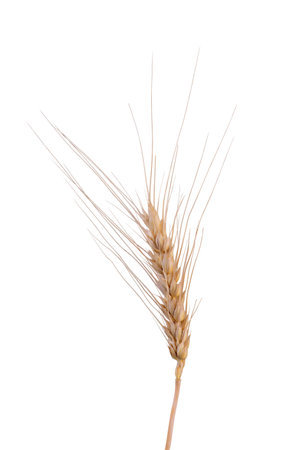 Barley Rice Isolated On White Background. Cereal Plants Concept.の写真素材