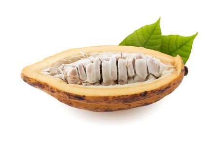 Cocoa fruit, raw Cacao beans, Cocoa pod. Fresh cocoa fruits isolated on white background with clipping pathの写真素材