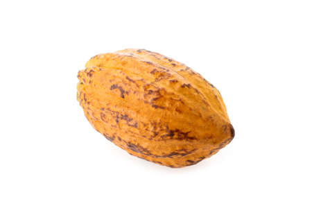 Cocoa fruit, raw Cacao beans, Cocoa pod. Fresh cocoa fruits isolated on white background with clipping pathの写真素材