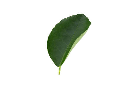 Green leaves orange isolated on a white background.