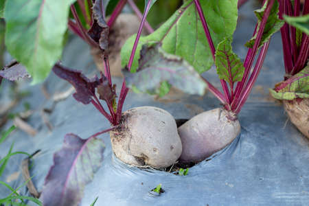 Fresh organic beets on the ground in the garden.
