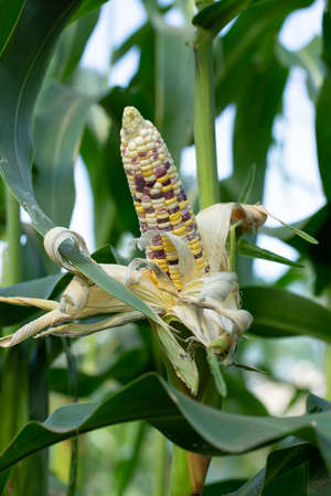 Yellow corn in green leaves on a farm field.の写真素材