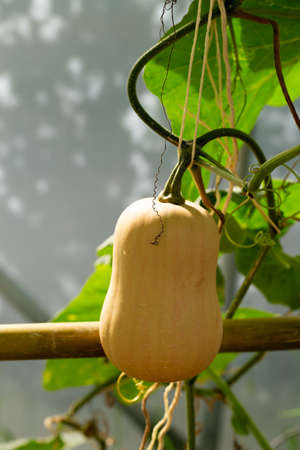 Butternut squash pumpkins hanging from the bamboo fence in the agricultural farm.の写真素材