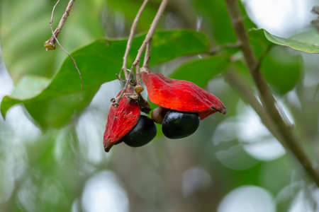 Sterculia monosperma, Thai chestnut, Red Chestnut on tree.