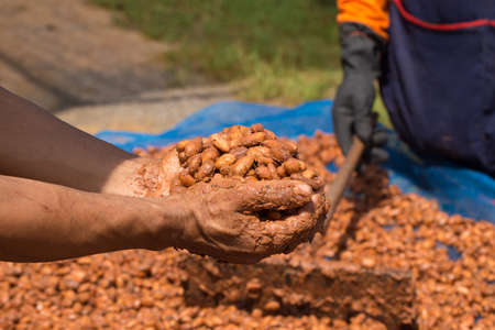 Fermented and fresh cocoa-beans lying on hand.
