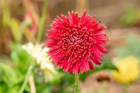Gerbera daisy flower (Gerbera jamesonii) In the flower garden