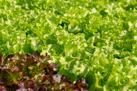Fresh Green Oak lettuce leaves, Salads vegetable in the agricultural hydroponics farm.