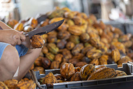 man holding a ripe cocoa fruit with beans inside and Bring seeds out of the sheathの写真素材