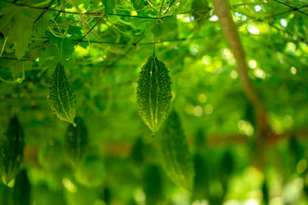Bitter melon, Bitter gourd or Bitter squash hanging plants in a farm.