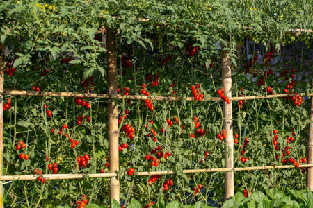 Ripe red tomatoes are hanging on the tomato tree in the agricultural farm.の写真素材
