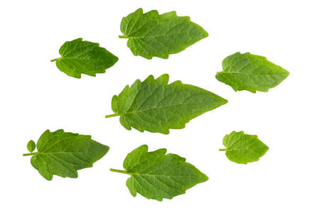 Tomato leaves isolated on a white background.の写真素材