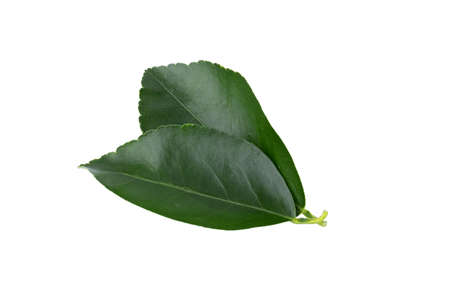 Green leaves orange isolated on a white background.