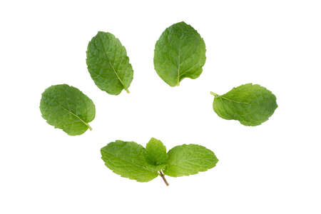 Green Mint leaves isolated on a white background.