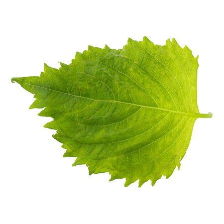 Fresh Green Shiso or Oba leaf isolated on a white background.