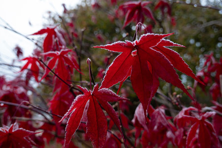 Red maple leaves on the branches in autumn, close-up.