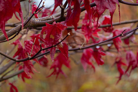 Maple leaves covered in frost. leaves in late fall or early winter under the snow.