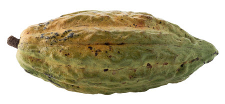 Cocoa fruit, raw Cacao beans, Cocoa pod. Fresh cocoa fruits isolated on a white backgroundの写真素材