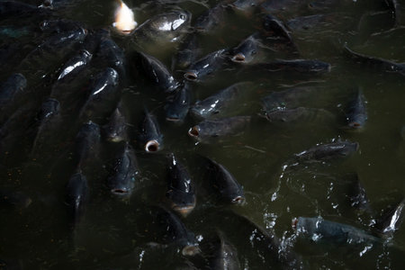 Raising freshwater tilapia for trade in the agricultural industry system, Numerous tilapia groups gather near the surface to wait for food and receive oxygenの写真素材