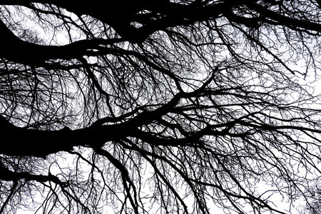 Tree Silhouette in Nature on a white backgroundの写真素材