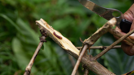 Red branch borer or red coffee borer, coffee stem borer. Diseases and pests affecting coffee plants.